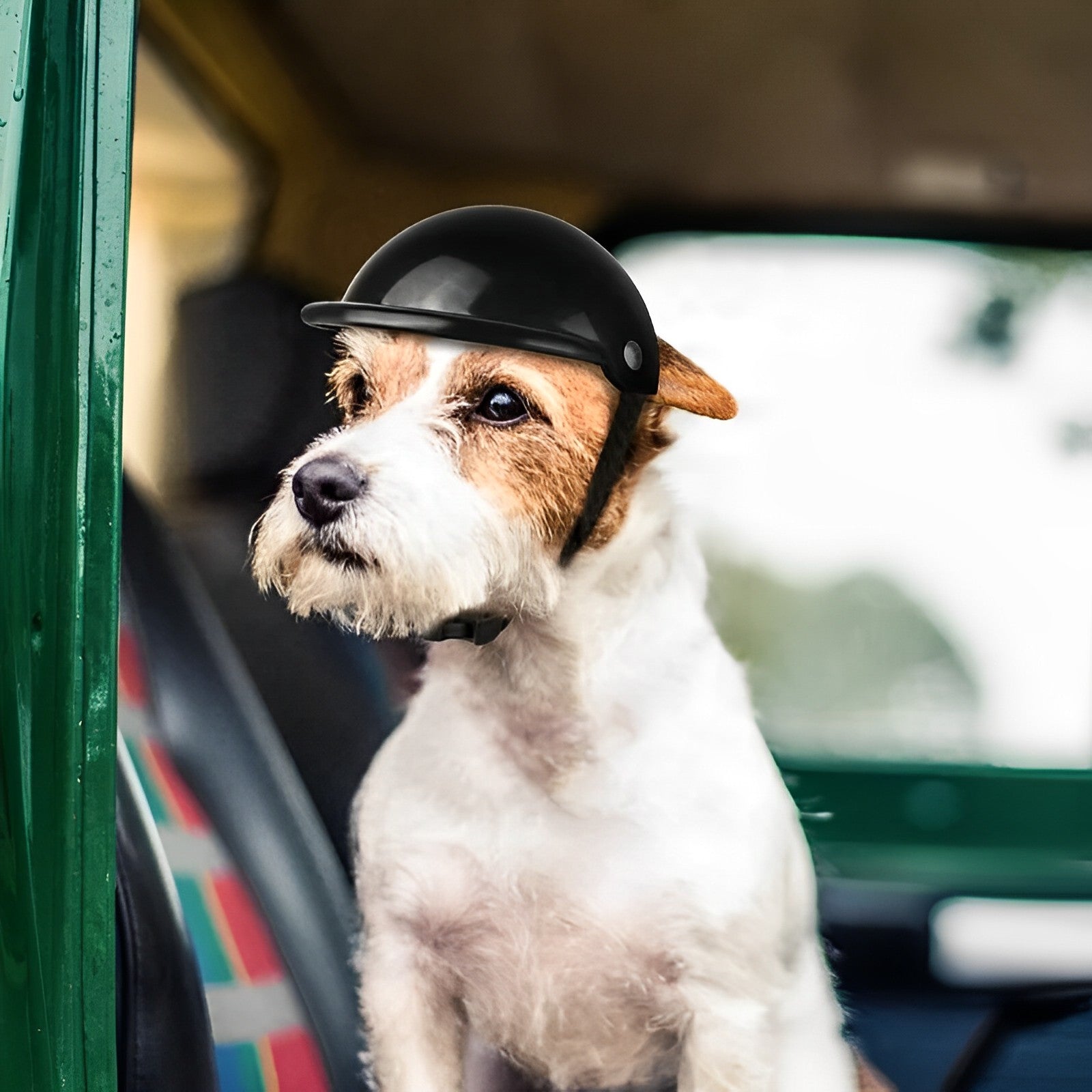 Casco da moto e occhiali per cani | Alla moda e sicuro