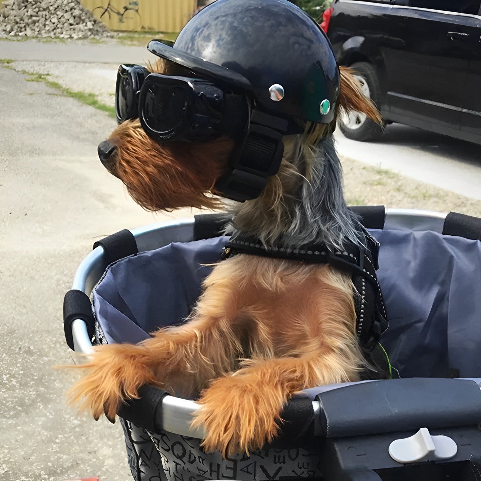 Motorcycle Helmet and Goggles for Dogs | Trendy and Safe