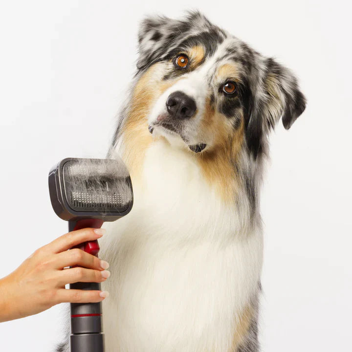 Groomy - Un « must have » pour tout propriétaire d'animal !