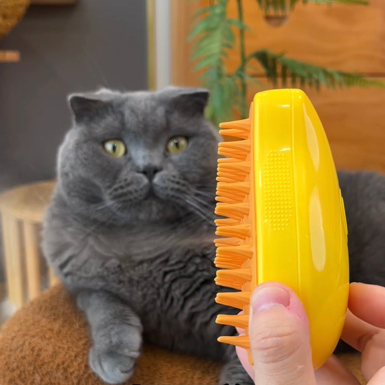 Cat Steamy Brush