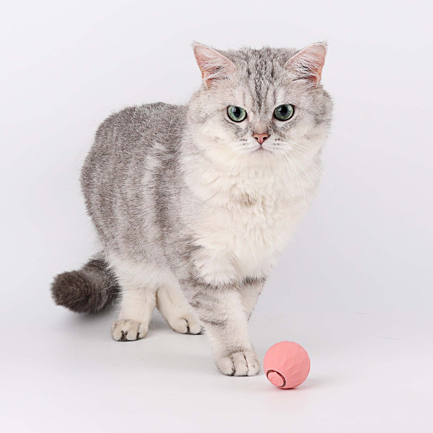 Cat Ball - toy for cats