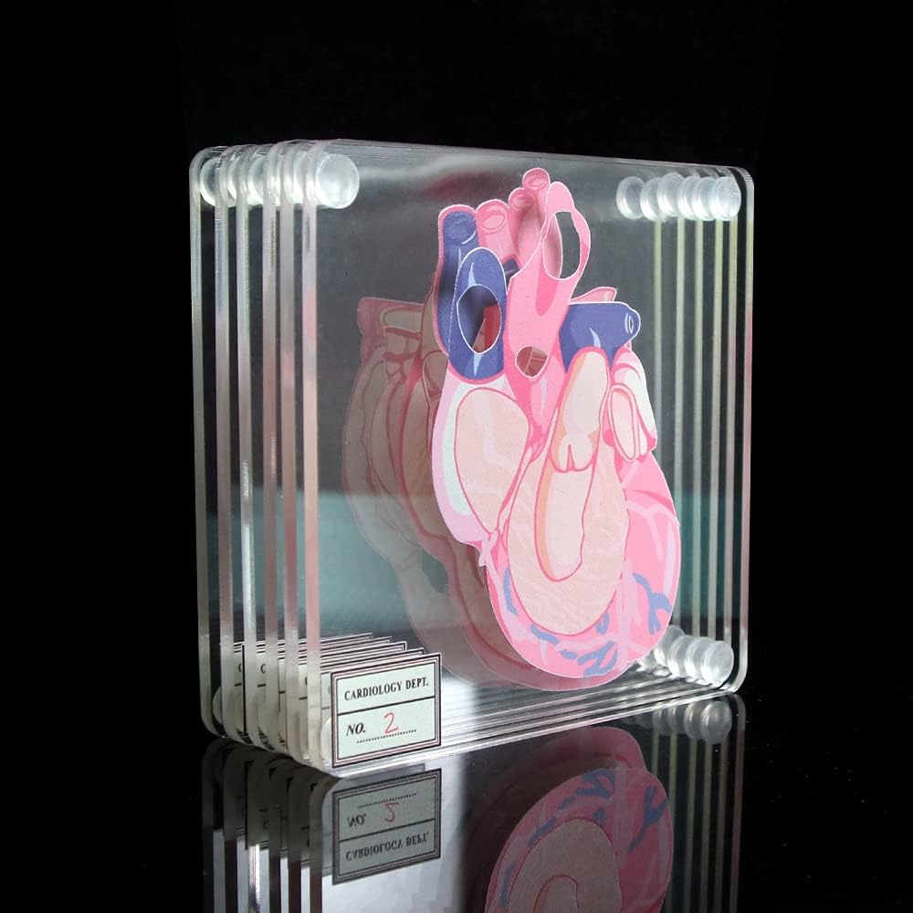 Collection de sous-verres sur l'anatomie du cerveau