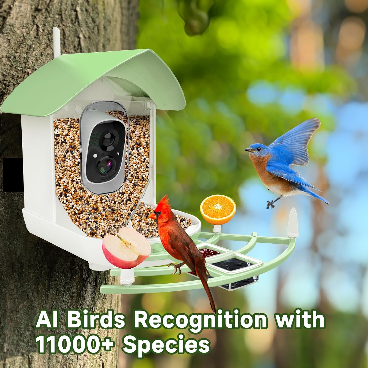 Smart Bird Feeder Camera with AI Recognition & Night Vision