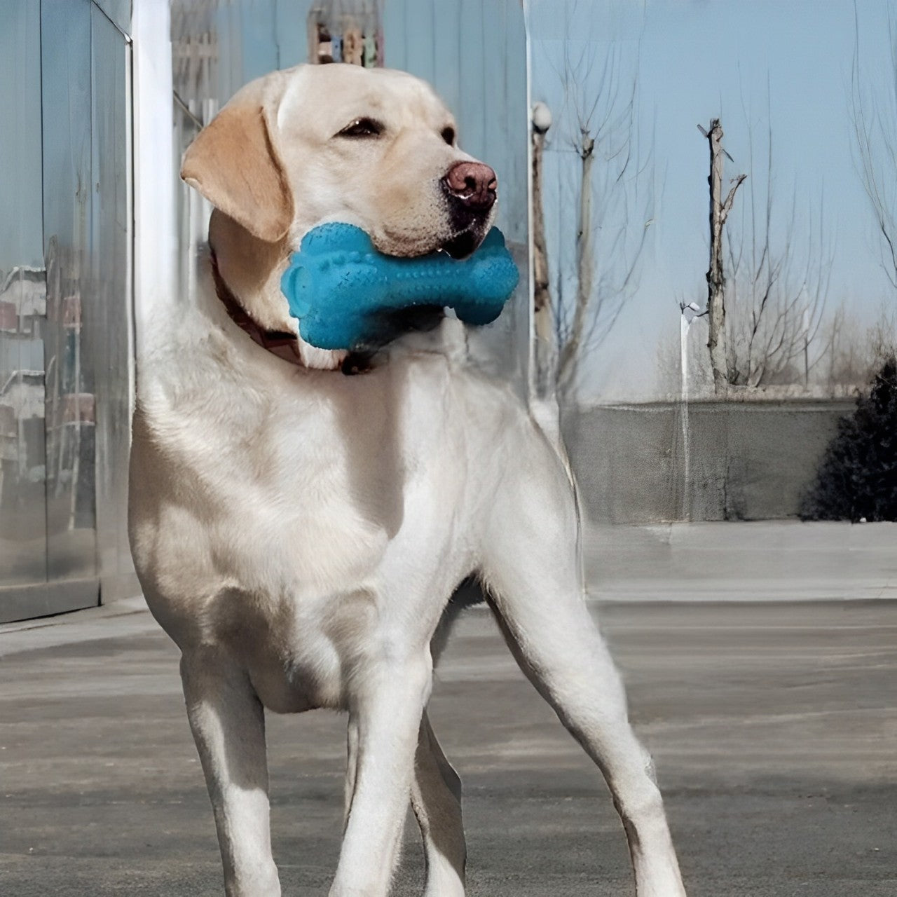 Hueso de goma con cepillo de dientes