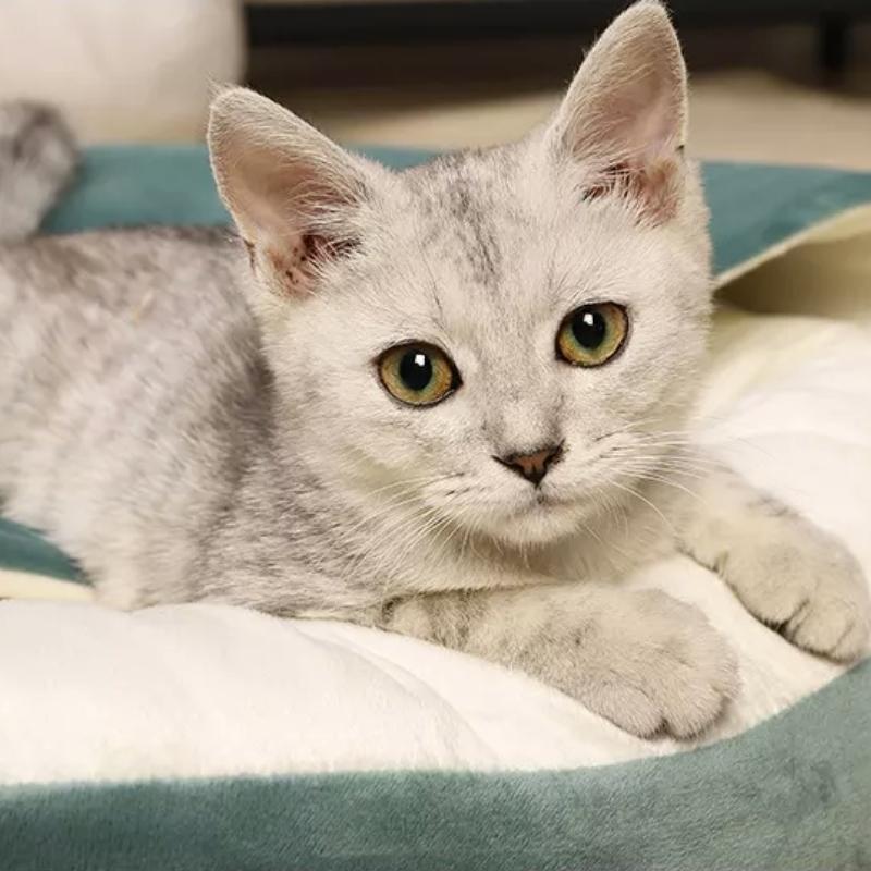 Cama de Gato Redonda Aconchegante e Calmante