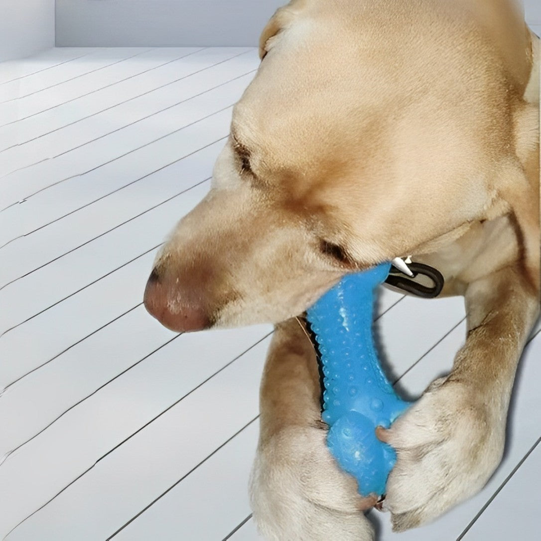 Rubber Bone with Toothbrush