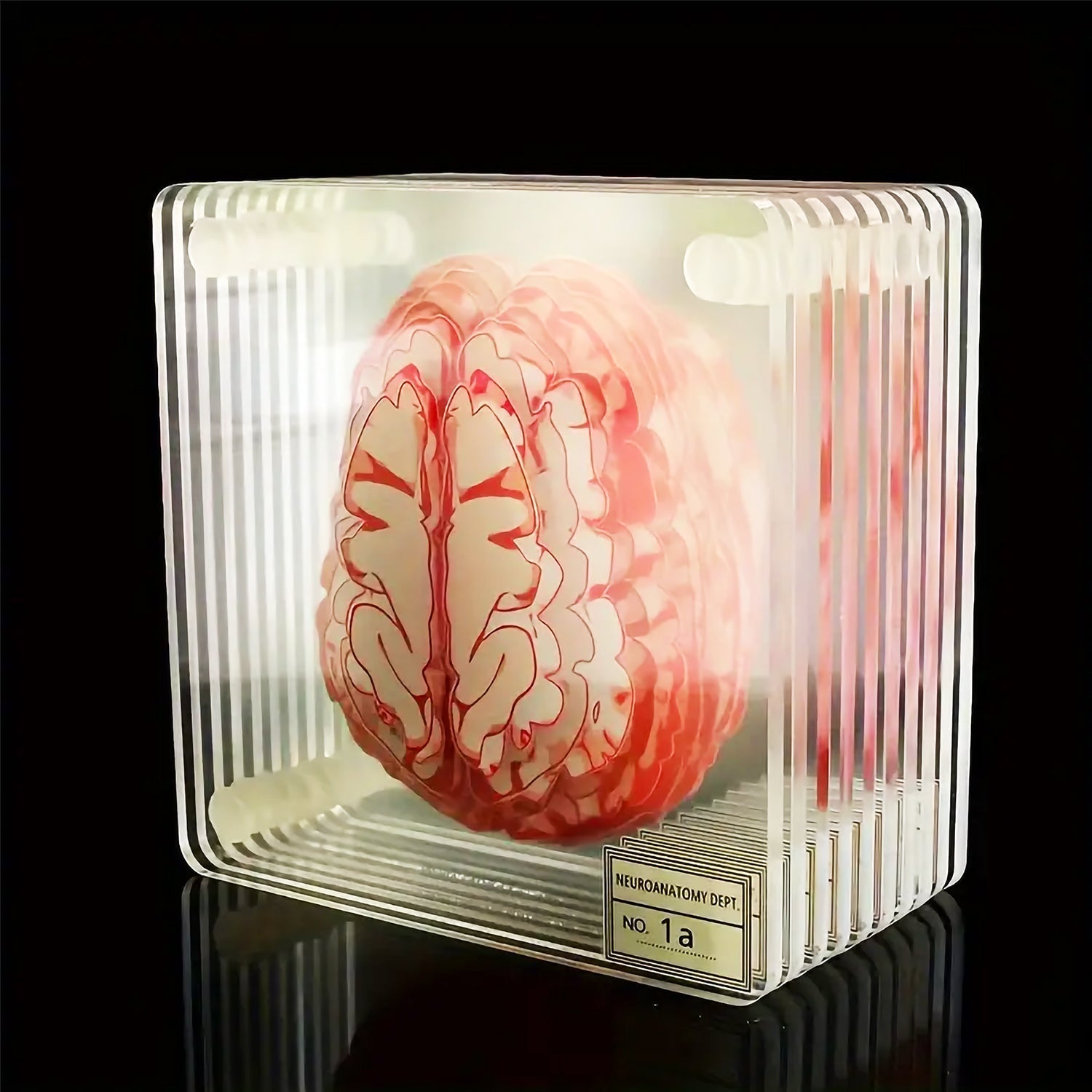 Collection de sous-verres sur l'anatomie du cerveau