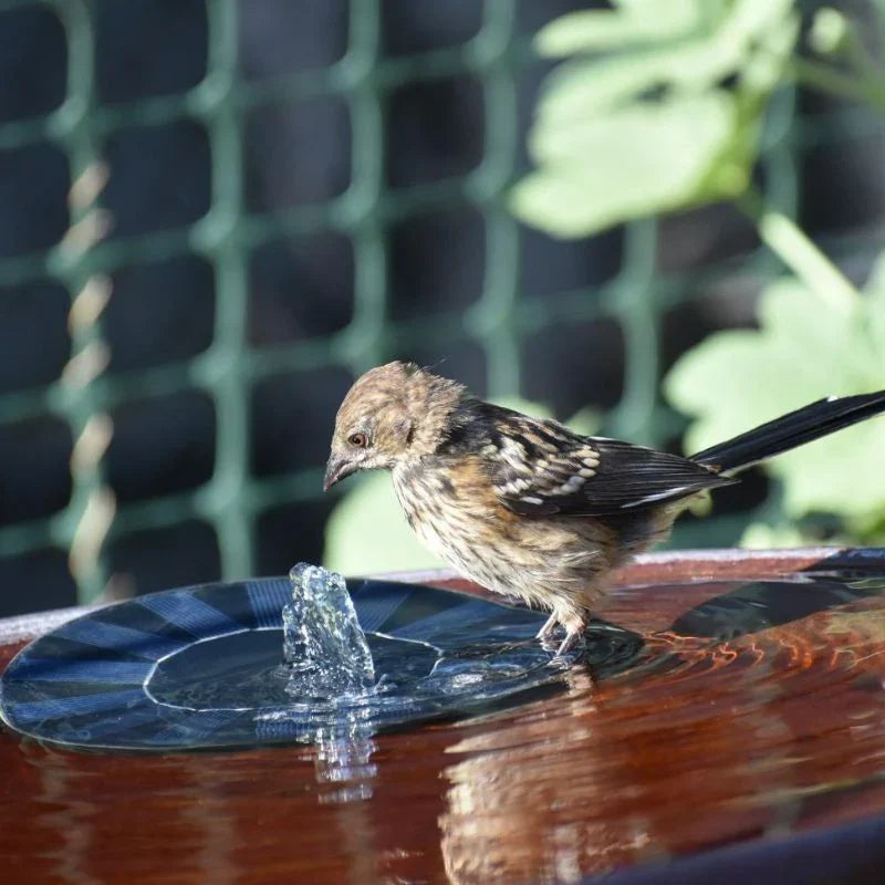 Solar powered Fountain