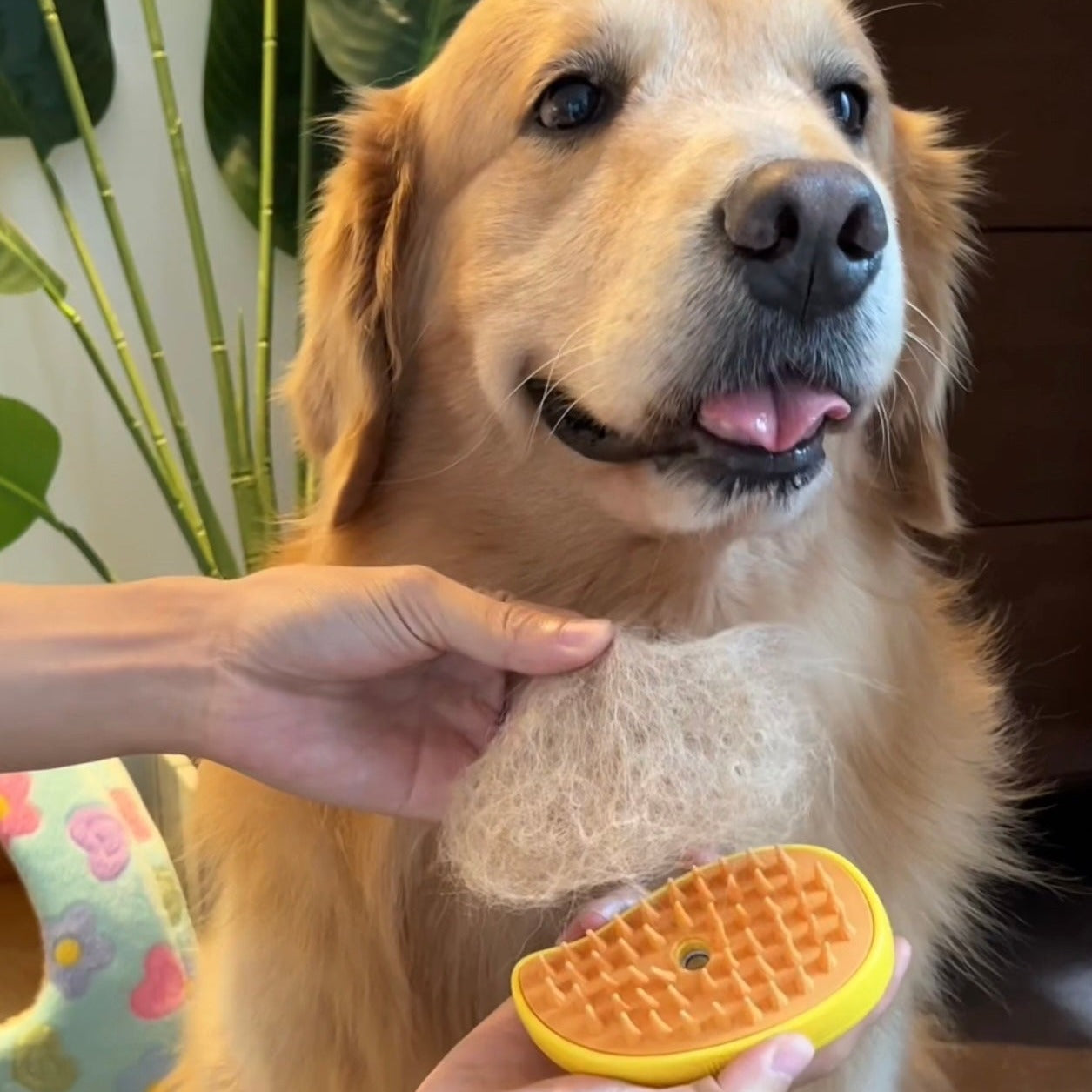 Brosse à vapeur pour chien