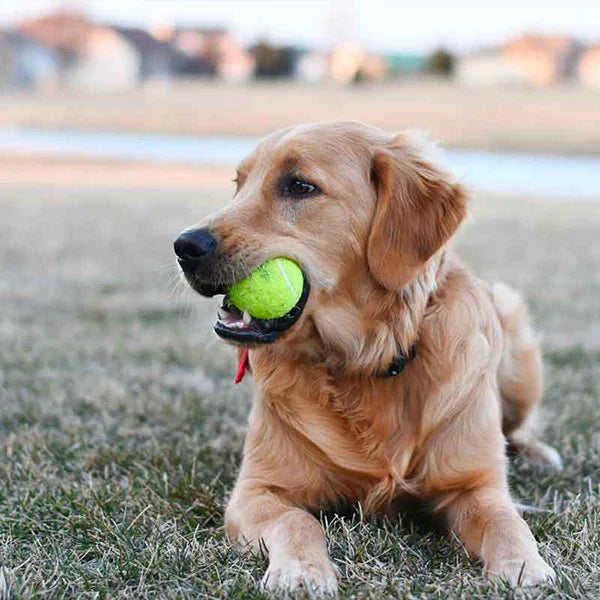 MeshMaster - Practical Tennis Balls