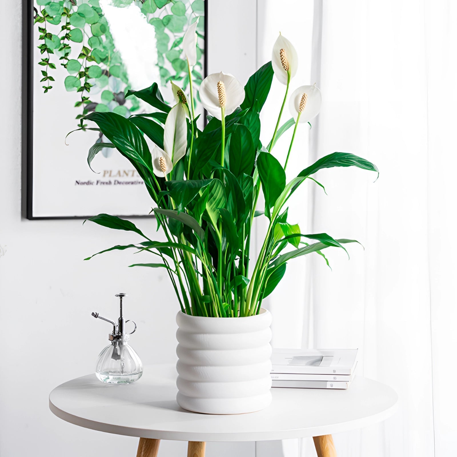 Peace Lily in White Planter - Indoor Air Purifying Decor