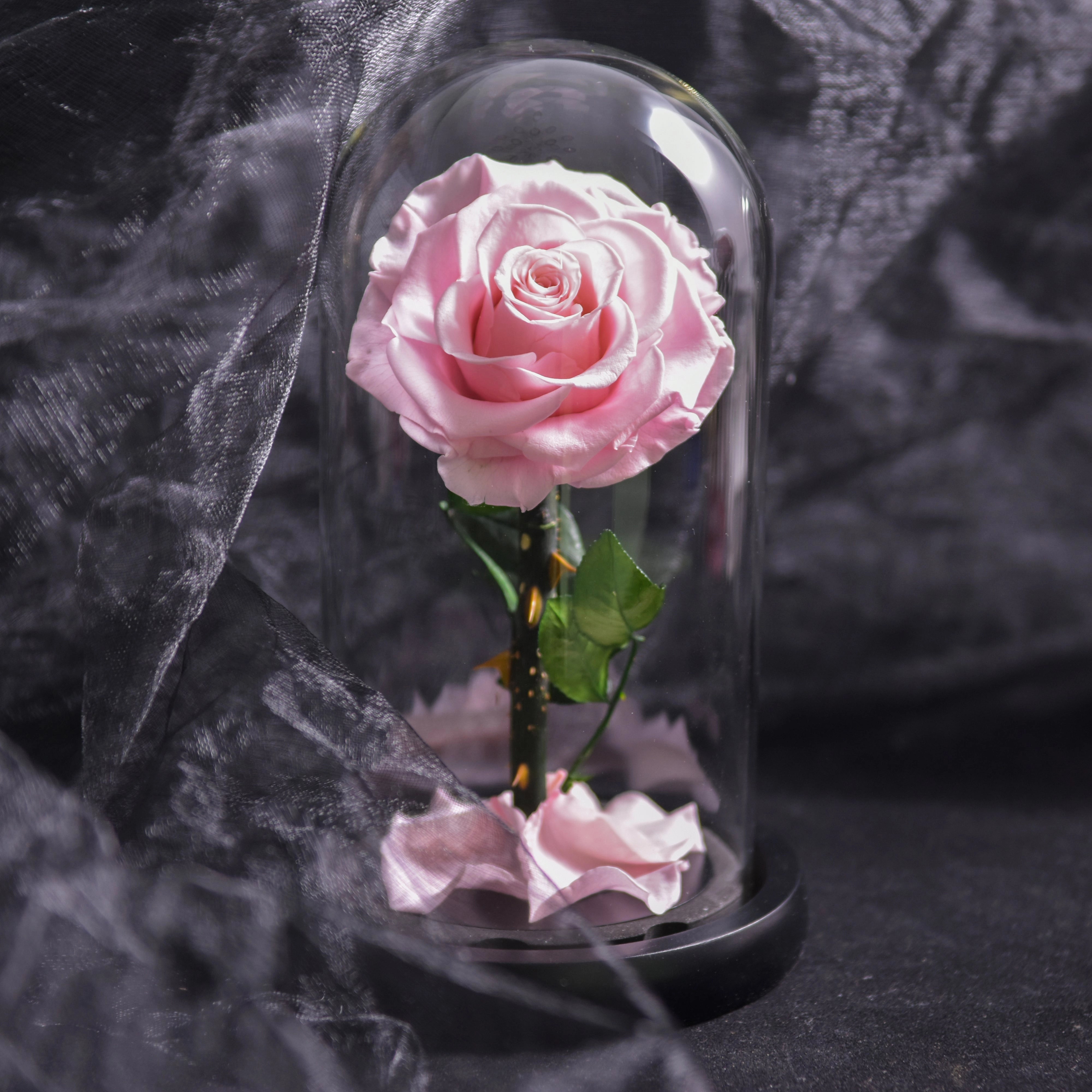 Preserved Glass Dome Rose - Luxury Romantic Gift for Valentine's Day