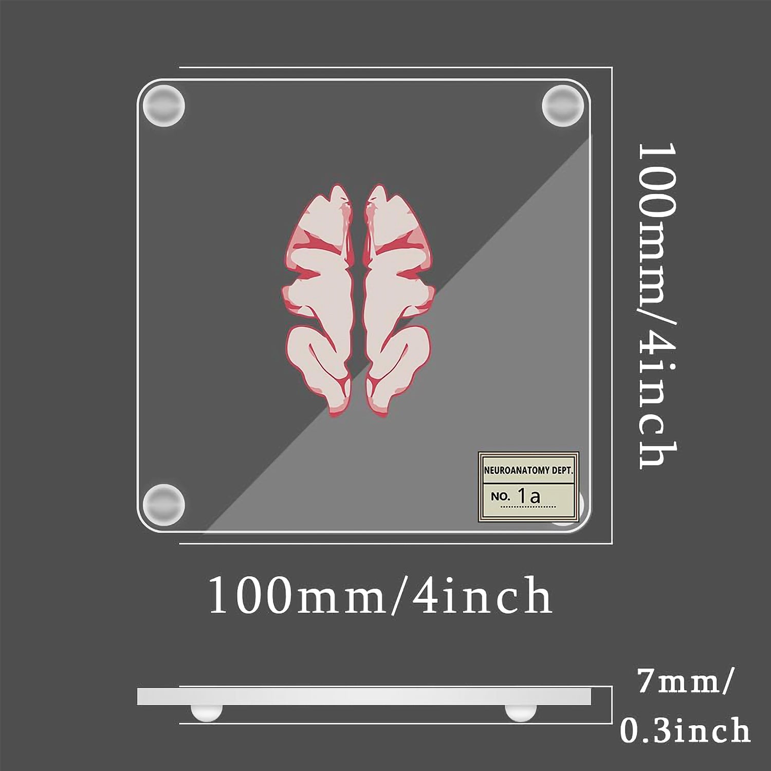 Collection de sous-verres sur l'anatomie du cerveau