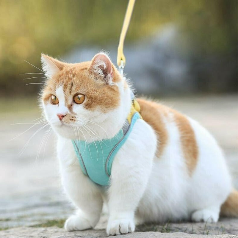 Reflective Cat Harness and Leash Collection