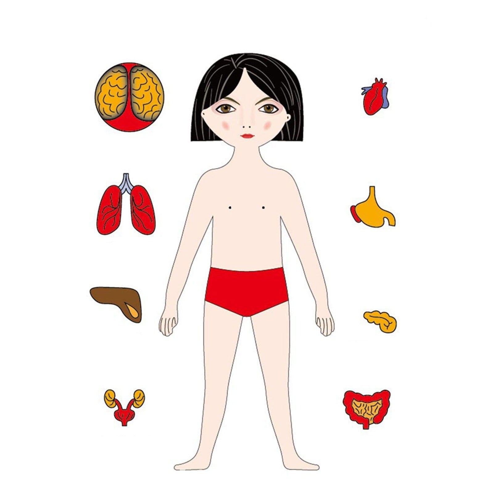 Woods™ | Discover the human body - Educational puzzle