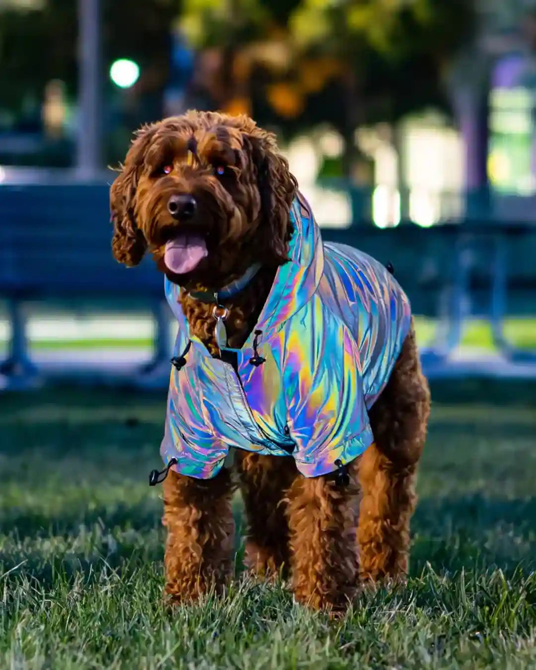 PoochShine™ | Reflective Wear for Dogs