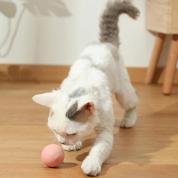 RoboRoller | Automatic Rolling Magic Ball for cats and dogs